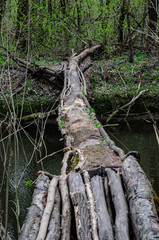 Trunk of the tree using as a bridge across river