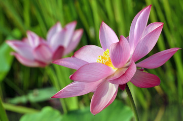 Blossom lotus flower