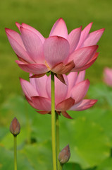 Blossom lotus flower