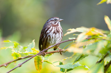 Fox Sparrow (Passerella iliaca), perched in fall leaves Gabriola Island, British Columbia