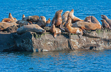 Steller Sea Lion (Eumetopias jubatus) also known as the Northern Sea Lion and Steller's Sea Lion on rocks near Valdes Isand, British Columbia, Canada