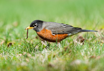 American Robin (Turdus migratorius) ( looking for food in grass) Gabriola, British Columbia, Canada Photo: Peter Llewellyn