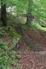 Obraz premium Grown trees in a forest in the spring