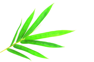 bamboo leaves on White background texture.beautiful surface