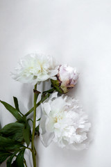 Fototapeta na wymiar three white flowers on white background