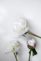 three white flowers on white background