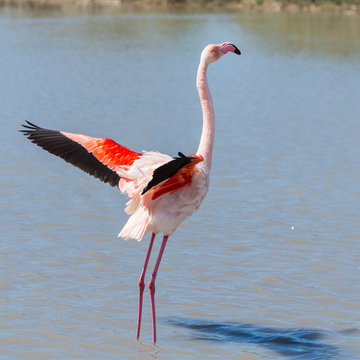 Fototapeta  Greater Flamingo, pink bird standing in the lake in Camargue 