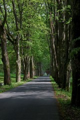 Fototapeta na wymiar Grown trees in a forest in the spring