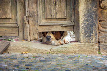 Sad lying dog (St. Bernard).