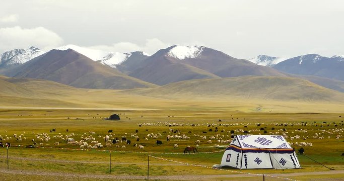 4k Tibet herdsman tent,cow & sheep flock,Danggula(Tanggula) Mountains in xizang Plateau,roof of the World.