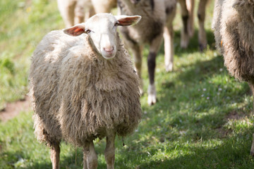 Obraz na płótnie Canvas wool Lamb