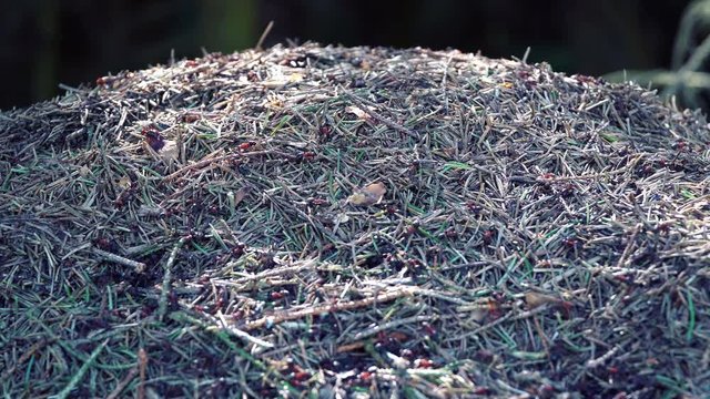 An anthill, chaotic ants are running around. Video resolution 4k
