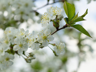 butyfull white Cherry flowers on branch tree at the springtime in sunny day