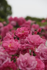 Fototapeta premium 薔薇