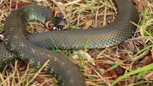 Grass Snake Natrix Natrix Adder Head Raising Defensiveness In Forest Early Spring Forest. Snake Moving A Coil