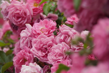 Fototapeta premium 薔薇