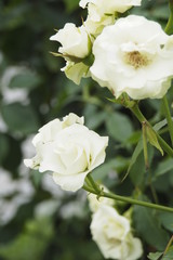 Obraz premium 薔薇