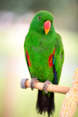 green eclectus parrots