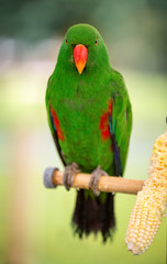 Colorful parrot