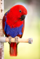 red parrot bird