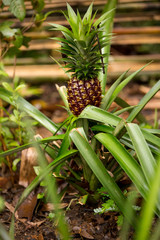 baby red pineapple