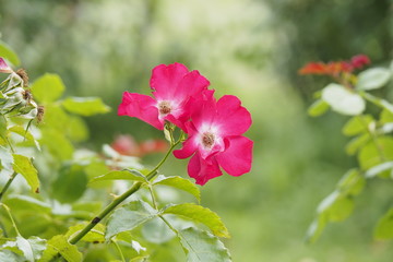 Obraz premium 薔薇