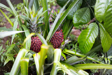 red pineapple