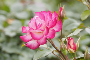 Obraz premium 薔薇