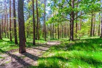Obraz premium Forest trees. nature green wood sunlight backgrounds