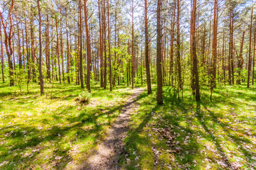 Forest trees. nature green wood sunlight backgrounds