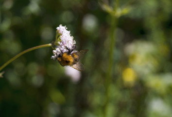 a bumblebee on a white flower with a blurred background
