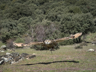 Eurasian eagle owl (Bubo bubo) flying in a falconry exhibition