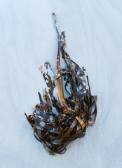 Seaweed Kelp on the Beach