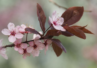 Kwitnące kwiaty Japońskiej wiśni czereśni gałąź - obrazy, fototapety, plakaty
