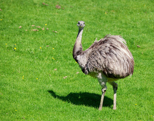 Ostrich standing on grass looking straight ahead with grass in its mouth and showing attitude. Space for text. 