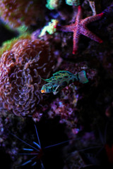 Green Mandarin fish in coral reef aquarium