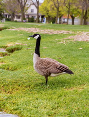 Canada geese protecting their goslings in a parc in Quebec, Canada.