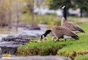 Fototapeta premium Canada geese protecting their goslings in a parc in Quebec, Canada.