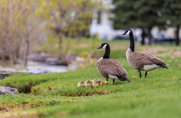 Canada geese protecting their goslings in a parc in Quebec, Canada.