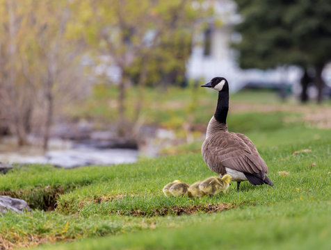 Canada geese protecting their goslings in a parc in Quebec, Canada.