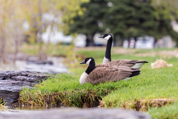 Canada geese protecting their goslings in a parc in Quebec, Canada.