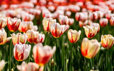 Brightly colored Canada 150 celebration tulips shot at Ottawa tulip festival in Ontario Canada. The mixed bed cultivated flowers supply a color explosion that dazzles in the early spring time sun.