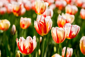 Brightly colored Canada 150 celebration tulips shot at Ottawa tulip festival in Ontario Canada. The...
