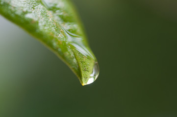 Macro Leaf Water drop