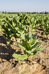 Fototapeta na wymiar Cultivated tobacco in plantation system. Tobacco leaves is commercially grown to be processes into tobacco industry. Raw tobacco leaf under sun.
