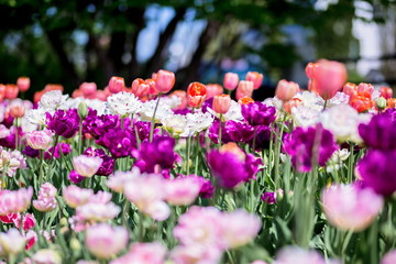 Brightly colored tulips shot at Ottawa tulip festival in Ontario Canada. The mixed bed cultivated flowers supply a color explosion that dazzles in the early spring time sun.