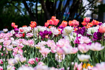 Brightly colored tulips shot at Ottawa tulip festival in Ontario Canada. The mixed bed cultivated flowers supply a color explosion that dazzles in the early spring time sun.