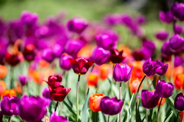 Brightly colored tulips shot at Ottawa tulip festival in Ontario Canada. The mixed bed cultivated flowers supply a color explosion that dazzles in the early spring time sun.