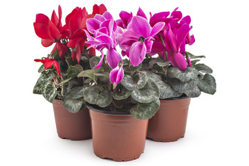 Spring cyclamen flowers, Cyclamen persicum in a flowerpot isolated on white background