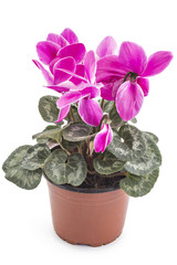 Pink spring cyclamen flowers, Cyclamen persicum in a flowerpot isolated on white background